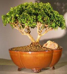 Japanese Kingsville Boxwood Bonsai Tree<br><i>(buxus microphylla compacta)</i>