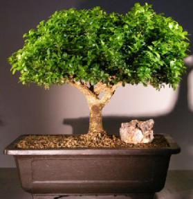 Japanese Kingsville Boxwood Bonsai Tree<br><i>(buxus microphylla compacta)</i>