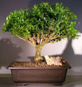 Japanese Kingsville Boxwood Bonsai Tree<br><i>(buxus microphylla compacta)</i>