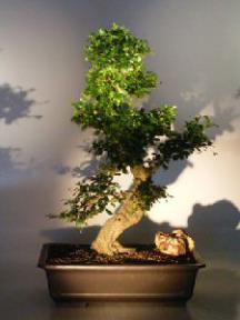 Flowering Fukien Tea Bonsai Tree<br><i>(ehretia microphylla)</i>