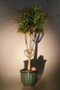 Dracena Bonsai Tree<br>Heart Shaped<br><i>(Dracena Marginata)</i>