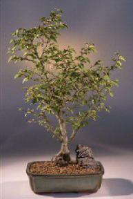 Korean Hornbeam Bonsai Tree<br><i>(carpinus coreana)</i>