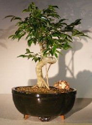 Oriental Ficus Bonsai Tree<br><i></i>Coiled Trunk with Banyan Roots<br><i></i>(benjamina 'orientalis')