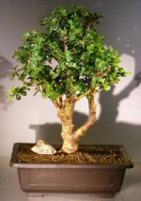 Baby Jade Bonsai Tree<br><i>(Portulacaria Afra)</i>