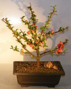 Japanese Flowering Quince Bonsai Tree<br>(chaenomeles japonica<i> 'cathayensis'</i>)