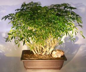 Hawaiian Umbrella Bonsai Tree<br>Banyan Style<br><i>(arboricola schfflera)</i>