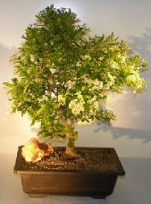 Flowering Pyracantha Bonsai Tree<br> (coccinea <i>'Lalandii'</i> )