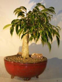 Oriental Ficus Bonsai Tree<br><i></i>(ficus orientalis)