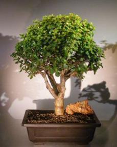 Baby Jade Bonsai Tree<br><i></i>(Portulacaria Afra)