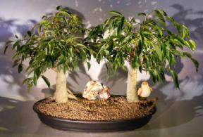 Oriental Ficus Bonsai Tree<br>Double Planting - with Bird<br><i>(ficus benjamina 'orientalis')</i>