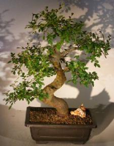 Chinese Elm Bonsai Tree<br><i></i>(ulmus parvifolia)