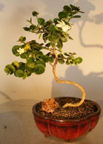 Flowering Dwarf Plum Bonsai Tree<br>with a Curved Trunk<br><i>(carissa macrocarpa)</i>