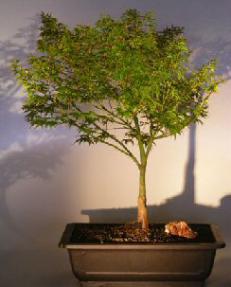 Dwarf Japanese Maple Bonsai Tree<br><i>(acer palmatum 'Capercis Dwarf')</i>