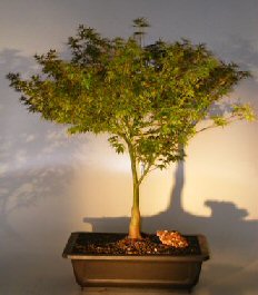 Dwarf Japanese Maple Bonsai Tree<br><i>(acer palmatum 'Capercis Dwarf')</i>