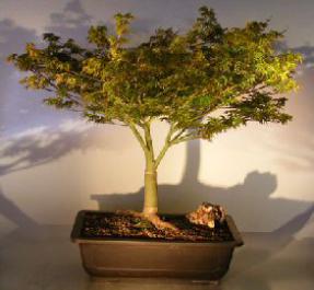 Dwarf Japanese Maple Bonsai Tree<br><i>(acer palmatum 'Capercis Dwarf')</i>