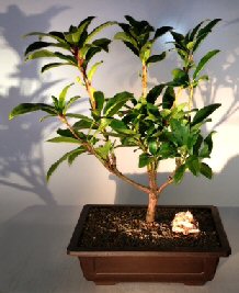 Flowering Rhododendron Bonsai Tree<br><i>(anah kruschke)</i>