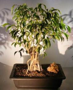 Ficus Oriental Bonsai Tree<br>Banyan Roots<br><i>(ficus orientalis)</i>