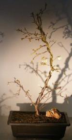 Japanese Flowering Cherry Bonsai Tree<br><i>(prunus incisa)</i>