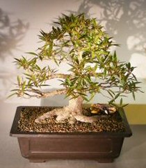 Willow Leaf Ficus Bonsai Tree<br>Art-Shaped Style<br><i>(ficus nerifolia/salicafolia)</i>