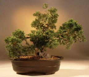 Shimpaku Bonsai Tree<br><i>(shimpaku 'hitoigawa')</i>