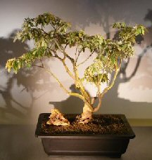 Flowering Japanese Andromeda Bonsai Tree<br><i>(pieris japonica variegata)</i>