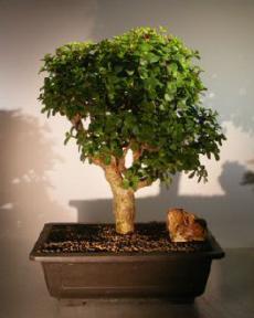 Baby Jade Bonsai Tree<br><i></i>(Portulacaria Afra)