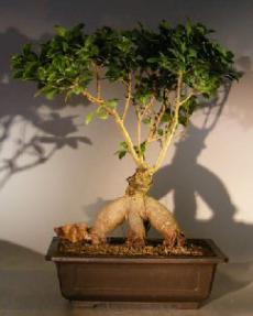 Ginseng Ficus Bonsai Tree<br><i></i><i></i>(Ficus Retusa)