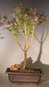 Dwarf Korean Lilac Bonsai Tree <br><i>(syringa palabiniana)</i>
