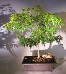 Trident Maple Bonsai Tree<br><i> (acer buergerianum)</i>