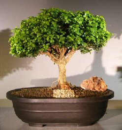 Japanese Kingsville Boxwood Bonsai Tree<br><i>(buxus microphylla compacta)</i>