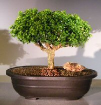 Japanese Kingsville Boxwood Bonsai Tree<br><i>(buxus microphylla compacta)</i>