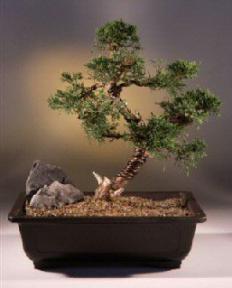 Shimpaku Bonsai Tree<br><i>(shimpaku 'hitoigawa')</i>