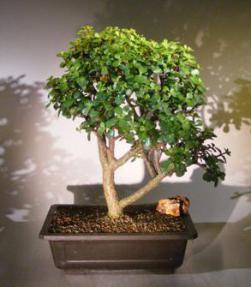 Baby Jade Bonsai Tree<br><i>(Portulacaria Afra)</i>