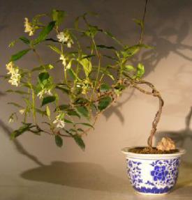 Flowering White Jasmine - Cascade Style<br><i> (trachelospermum jasminoides)</i>