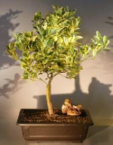 Variegated Orange Citrus Bonsai Tree<br><i>('Calamondin' variegata)</i>