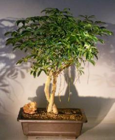 Hawaiian Umbrella Bonsai Tree<br> Braided Trunk and Banyan Style<br><i>(arboricola schefflera)</i>