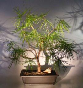 Japanese Umbrella Pine<br><i>(sciadopitys verticillata)</i>