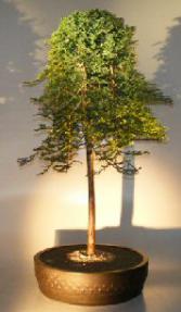 Weeping Ice Blue Juniper Bonsai Tree<br><i>(juniperus horizontalis 'monber')</i>