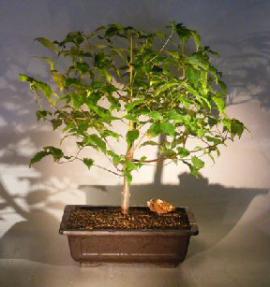 Flowering Kousa Dogwood<br><i>(cornus kousa 'chinensis')</i>