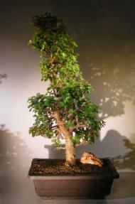 Baby Jade Bonsai Tree<br><i>(Portulacaria Afra)</i>