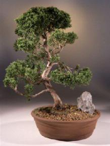 Shimpaku Bonsai Tree<br><i>(shimpaku 'hitoigawa')</i>