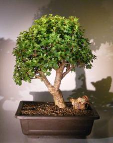 Baby Jade Bonsai Tree<br><i></i>(Portulacaria Afra)