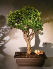 Baby Jade Bonsai Tree<br><i></i>(Portulacaria Afra)