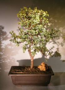 Baby Jade Bonsai Tree - Variegated<br><i></i>(portulacaria afra variegata) 
