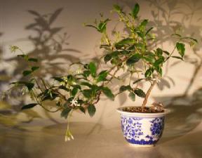 Flowering White Jasmine - Cascade Style<br><i> (trachelospermum jasminoides)</i>