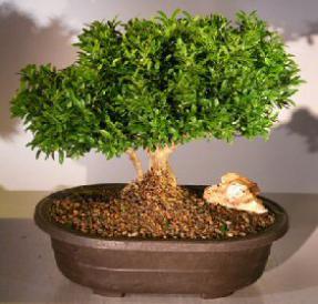 Japanese Kingsville Boxwood Bonsai Tree<br><i>(buxus microphylla compacta)</i>