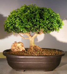 Japanese Kingsville Boxwood Bonsai Tree<br><i>(buxus microphylla compacta)</i>