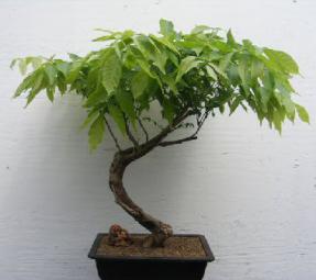 Japanese Wisteria Bonsai Tree<br><i>(wisteria floribunda)</i>