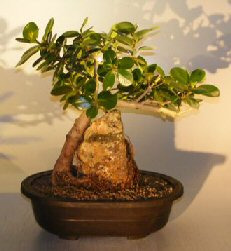 Green Emerald Ficus Bonsai Tree<br>Root over Rock<br><i>(ficus microcarpa)</i>