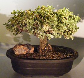 Baby Jade Bonsai Tree - Variegated<br><i></i>(portulacaria afra variegata) 